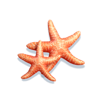 bikini-paradise_h_starfish